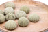 green sea urchins pack 10
